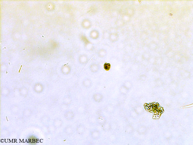 phyto/Scattered_Islands/all/COMMA April 2011/Nanoflagellé 12 (ancien Flagellé 3 -1)(copy).jpg